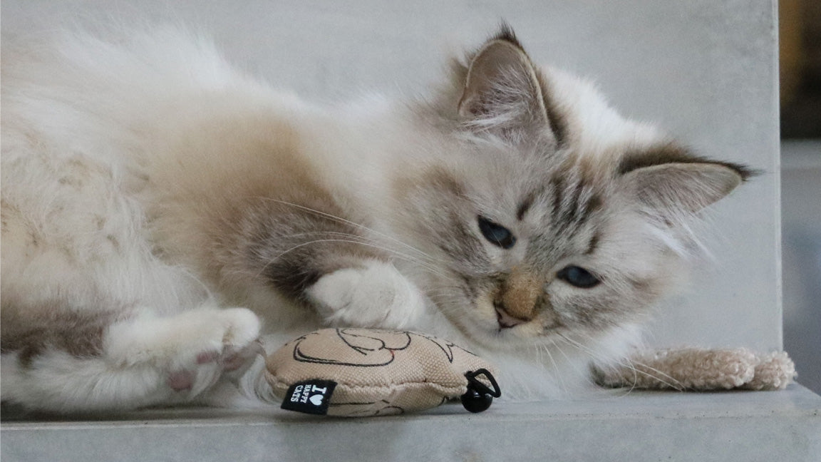 HAPPY CATS BELSPEELTJE (B2B)
