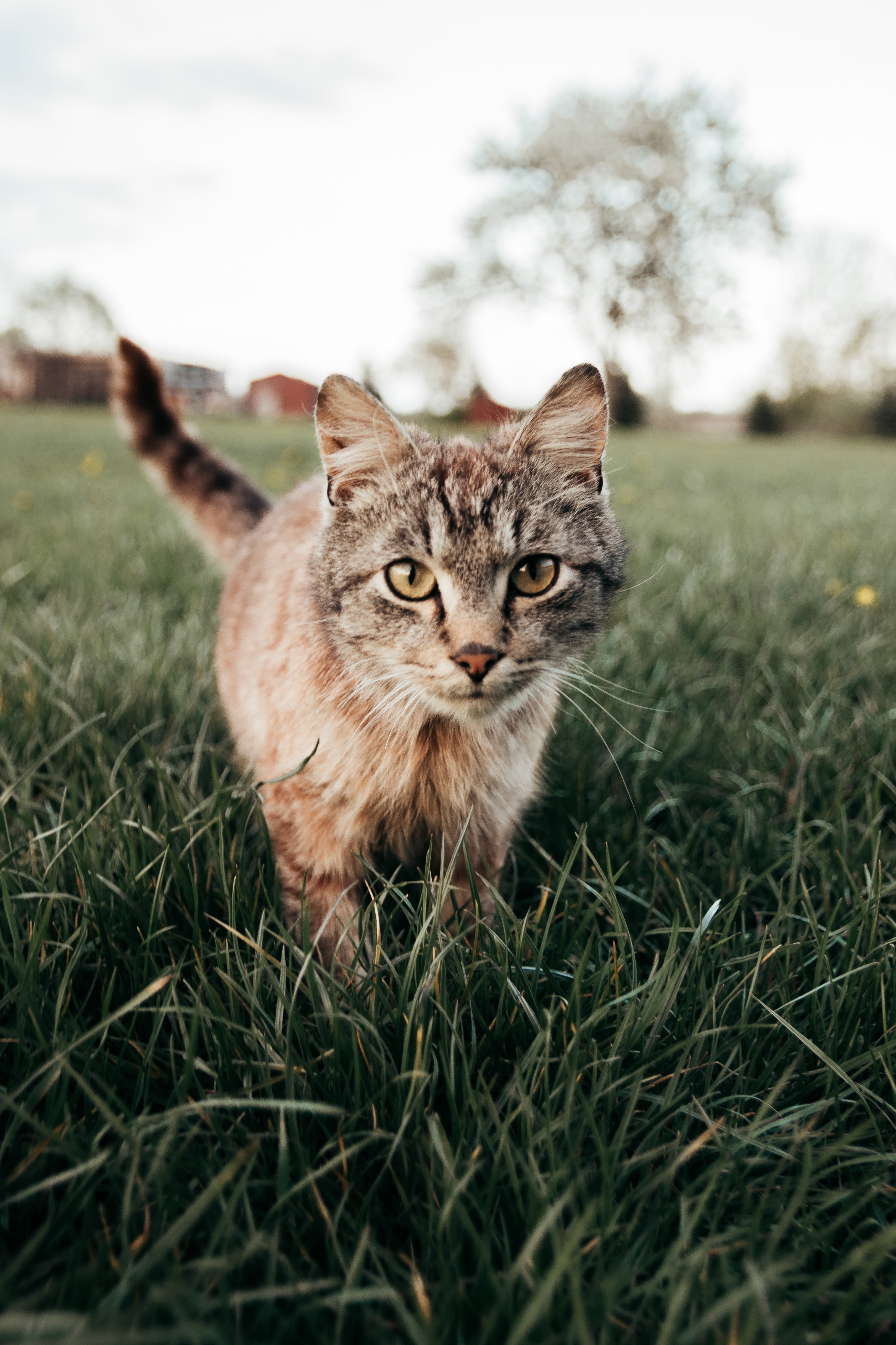 I Love Happy Cats