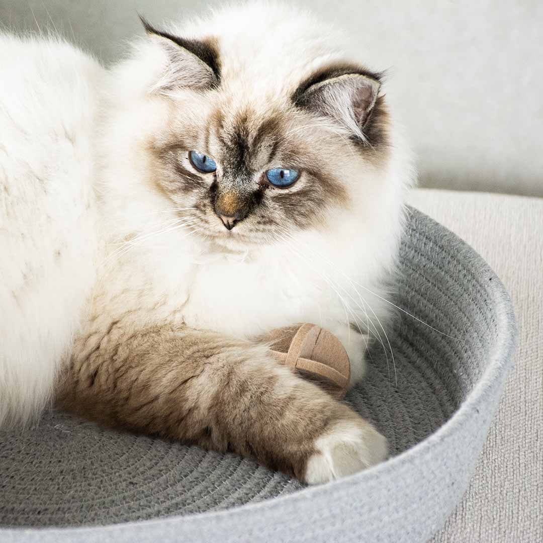 Jess panier pour chat