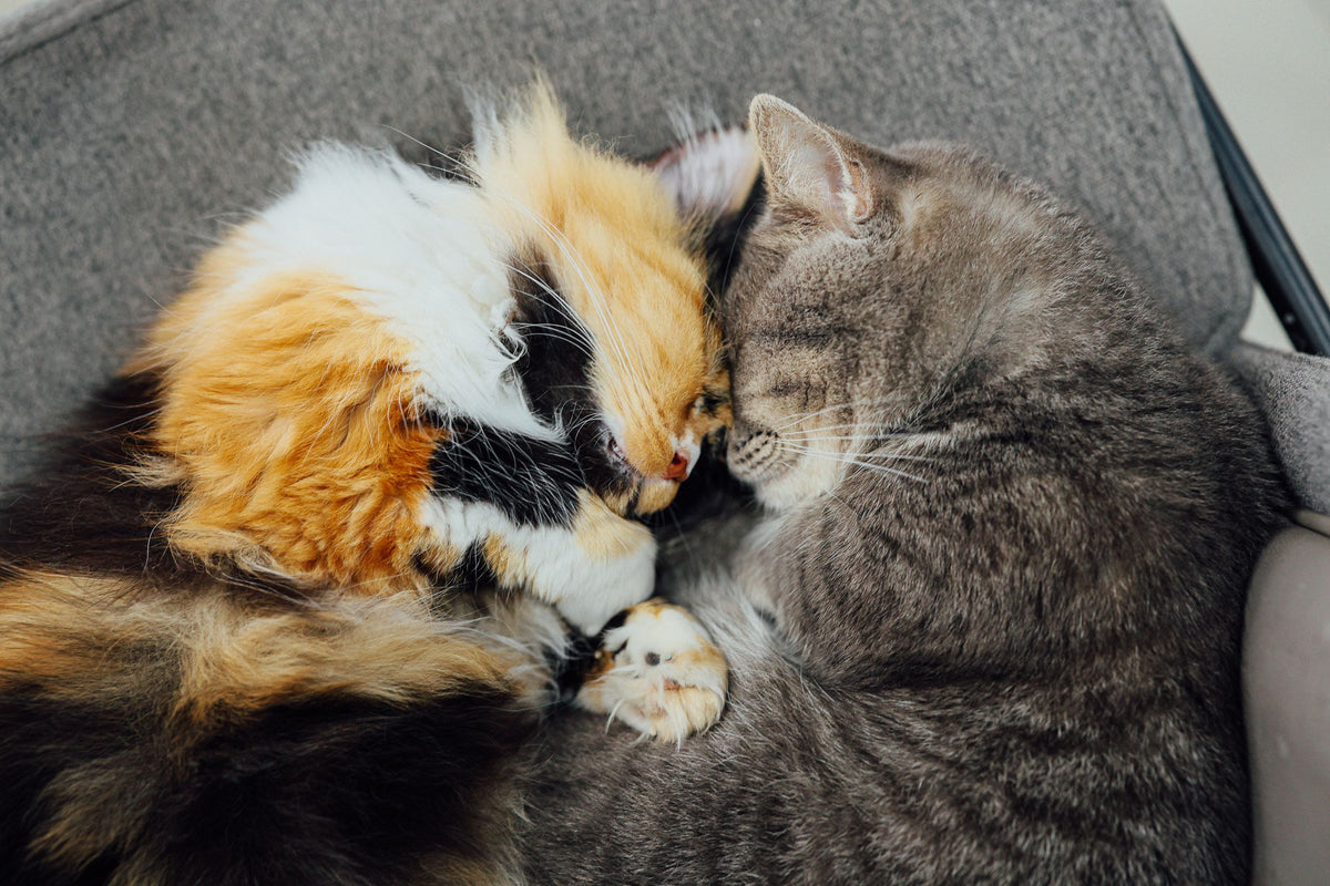 Kattenhotel aan de Kruidenbeek