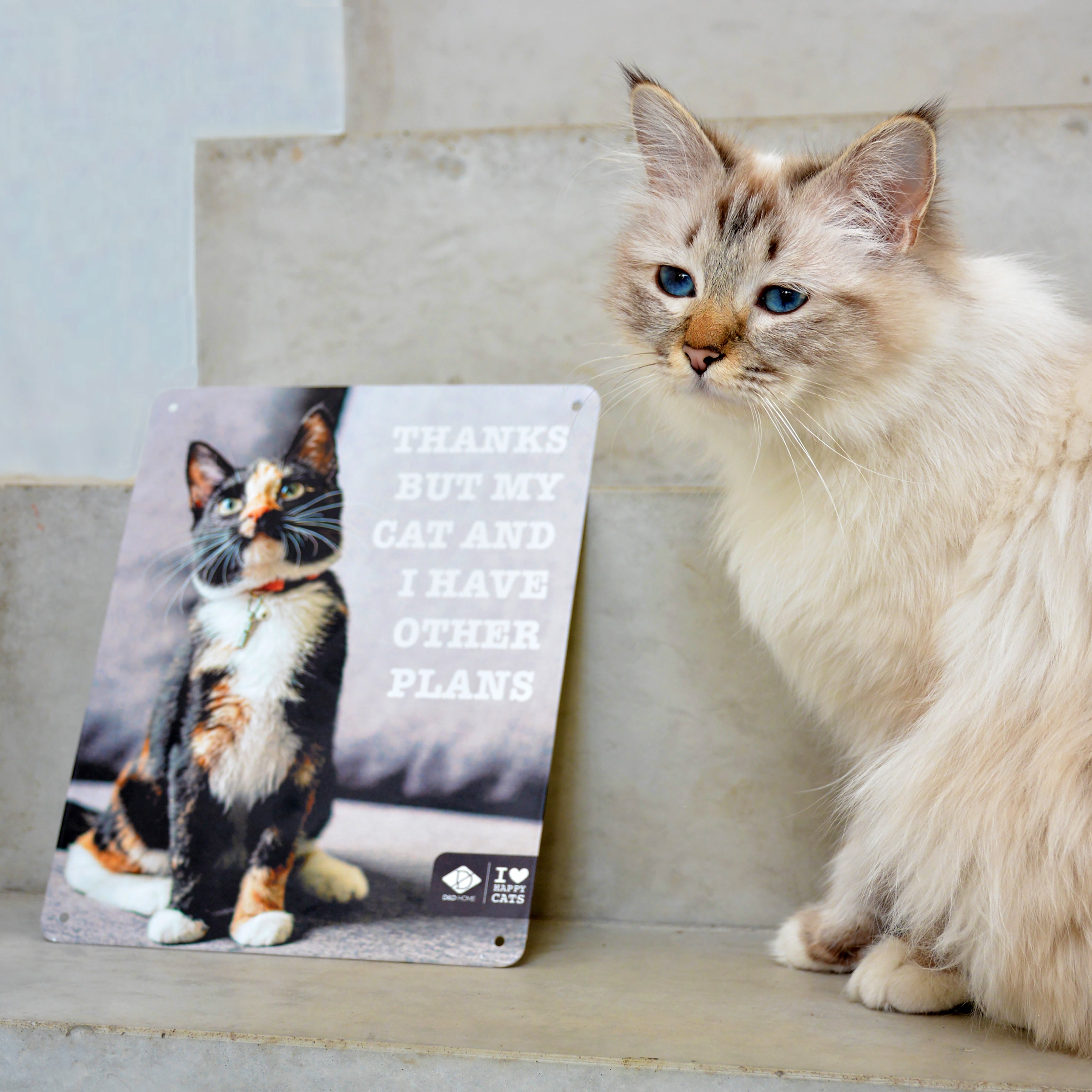 HAPPY CATS MUURBORD (B2B)