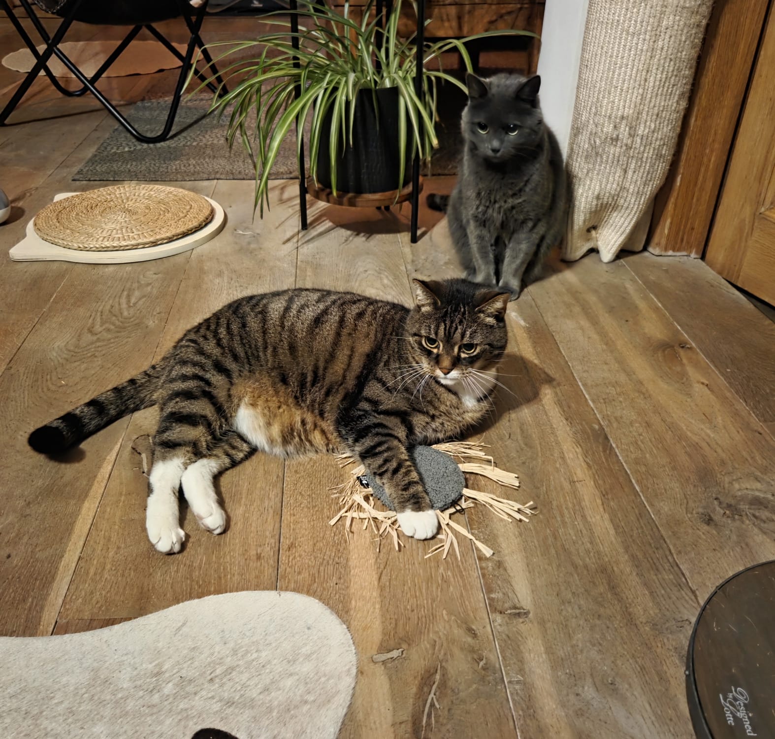 MILLY - Kattenspeeltje (B2B)