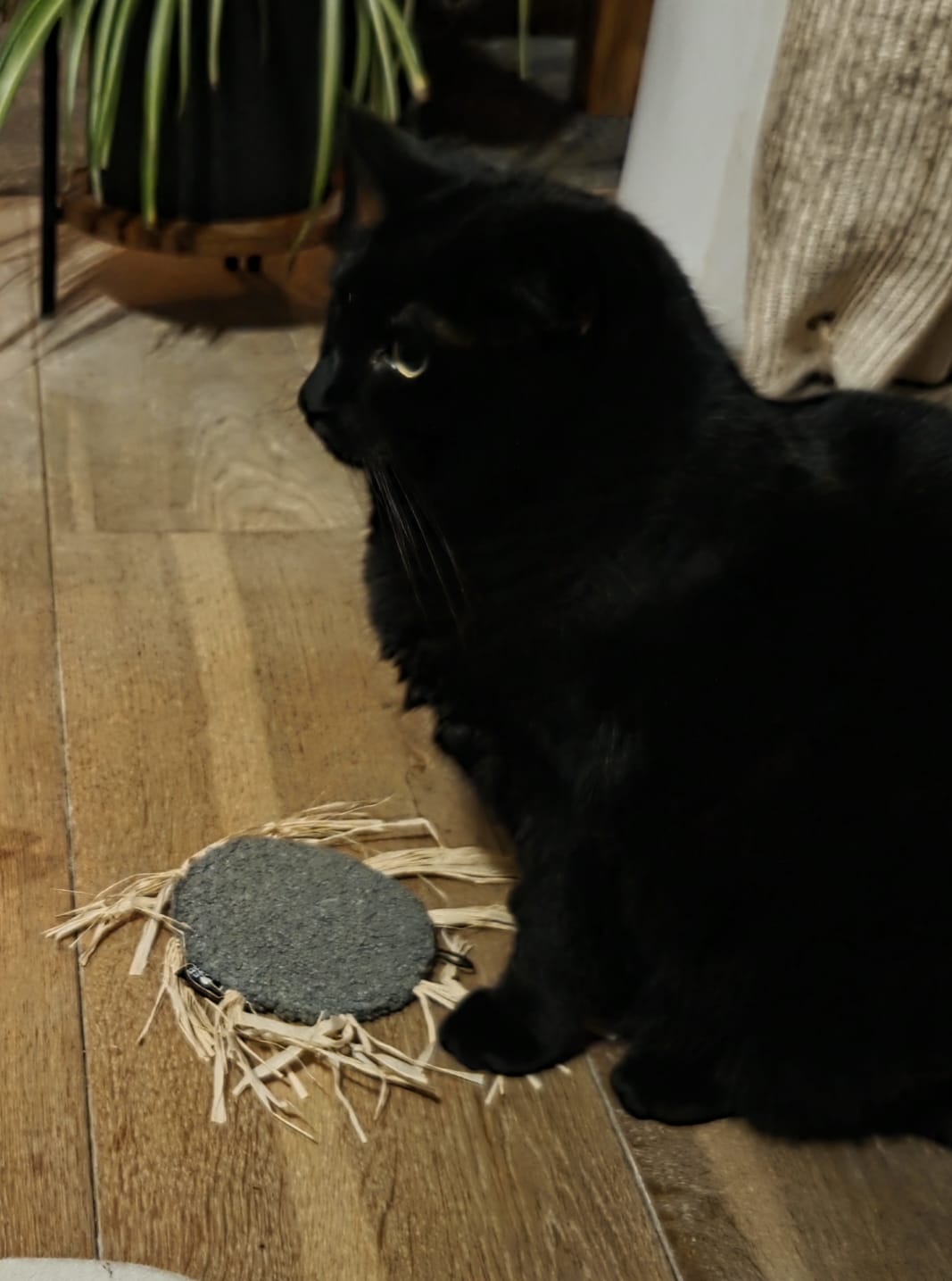 MILLY - Kattenspeeltje (B2B)