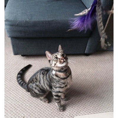 PURRS ♡ PurrSuit Hengel