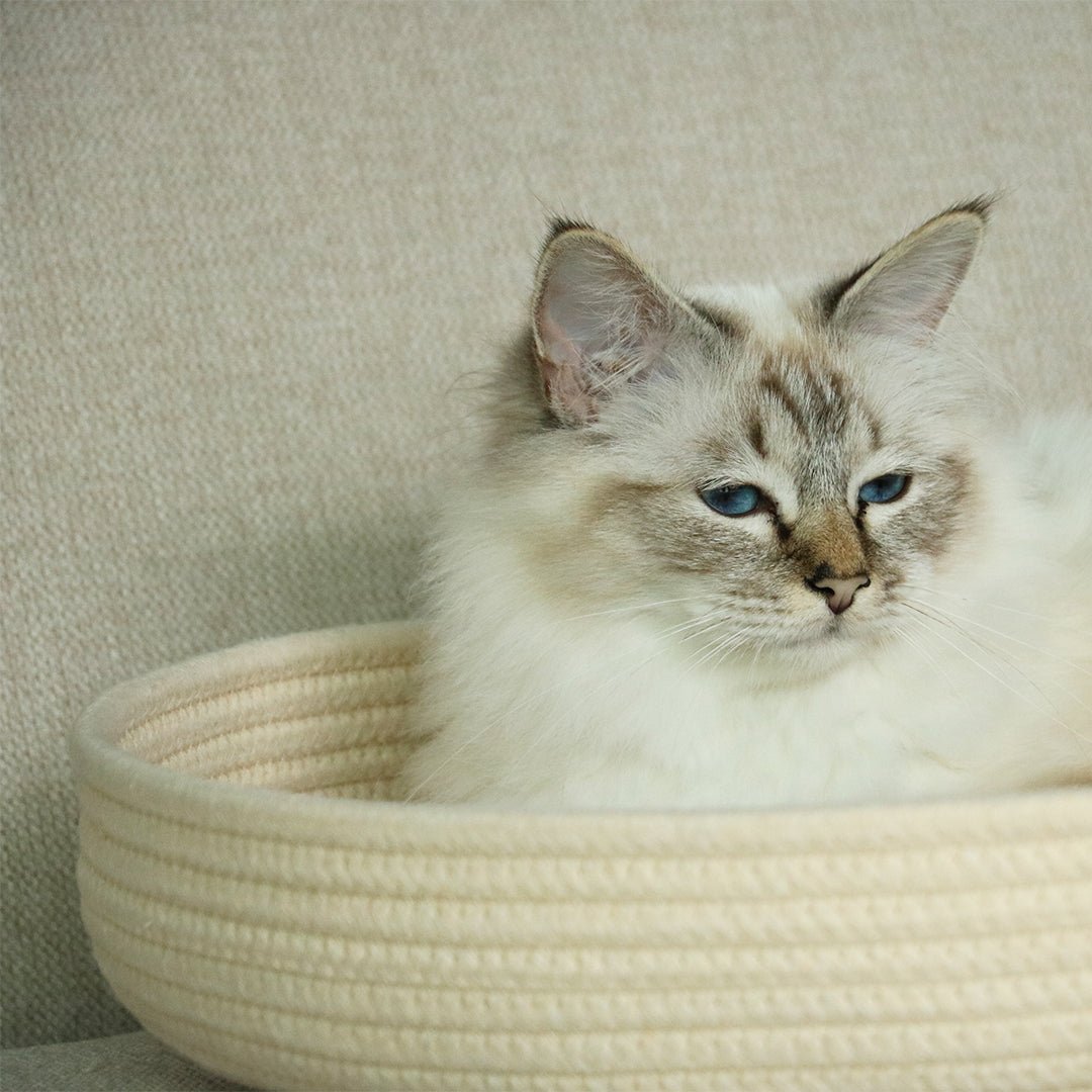 Jess panier pour chat