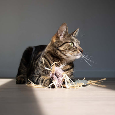 MILLY - Jouet pour chat